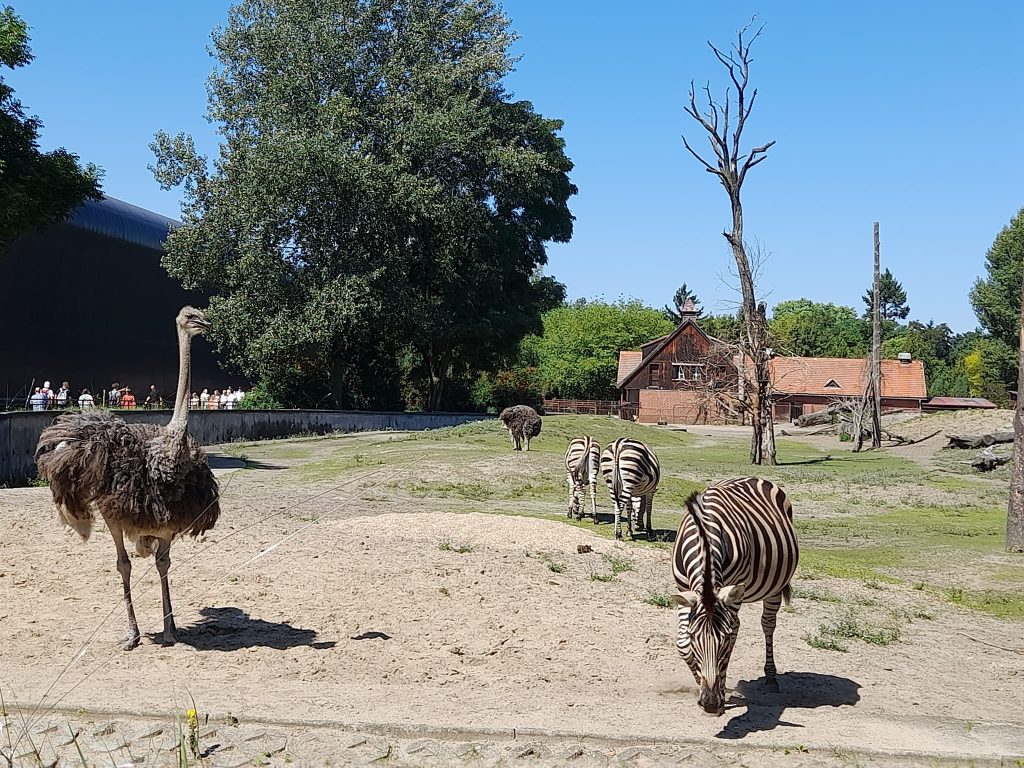 Podwodny szklany tunel w Afrykarium we wrocławskim ZOO, największej atrakcji turystycznej w Polsce